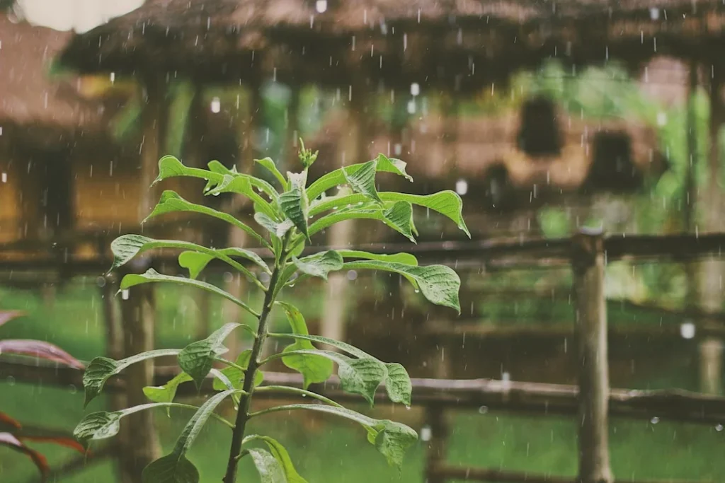 Ảnh hưởng của mưa phùn