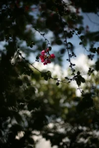 hoàng hôn là gì