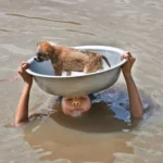 lũ là gì