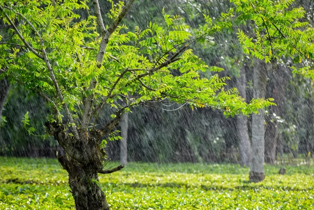 Tác động của mưa đầu mùa