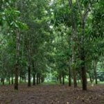 Minh họa: Cao su ngừng cạo mủ mùa mưa để phục hồi sức cây, giảm thối cổ rễ