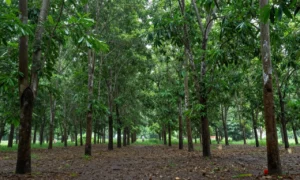 Minh họa: Cao su ngừng cạo mủ mùa mưa để phục hồi sức cây, giảm thối cổ rễ