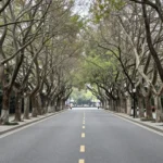 Minh họa: Cây xanh đô thị chọn loại nào chịu bão: ưu tiên cây có tán lá thưa nhẹ gió