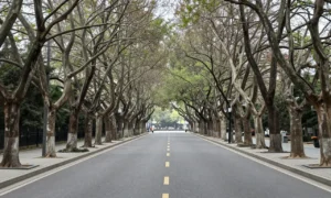 Minh họa: Cây xanh đô thị chọn loại nào chịu bão: ưu tiên cây có tán lá thưa nhẹ gió
