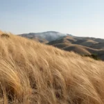 Minh họa: Cháy rừng California và gió Santa Ana: Nguyên nhân lan rộng và diễn biến thiệt hại