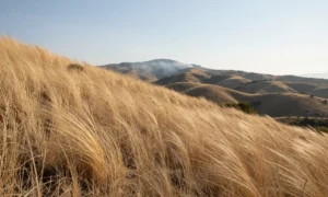Minh họa: Cháy rừng California và gió Santa Ana: Nguyên nhân lan rộng và diễn biến thiệt hại