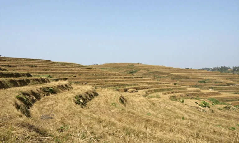 Minh họa: Chỉ số uv ở tuyên quang cao vào lúc nào: đỉnh điểm 11h-13h