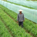 Minh họa: Dự báo sâu bệnh dựa trên thời tiết giúp bà con chủ động phòng trừ, giảm thiệt hại mùa vụ