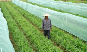Minh họa: Dự báo sâu bệnh dựa trên thời tiết giúp bà con chủ động phòng trừ, giảm thiệt hại mùa vụ