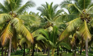 Minh họa: Dừa độ mặn nước tưới ảnh hưởng thế nào đến năng suất quả