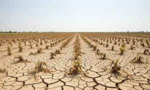 Minh họa: El nino ảnh hưởng thời tiết việt nam thế nào: nắng nóng gay gắt kéo dài