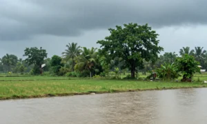 Minh họa: Gió nam là gì: lý do gây mưa lớn bất thường ở việt nam