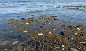 Minh họa: Hiện tượng nước trồi upwelling: nguồn dinh dưỡng dồi dào giúp hải sản phát triển mạnh mẽ