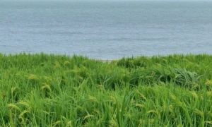 Minh họa: Hoàn lưu gió mùa là gì? Định nghĩa, cơ chế, tác động