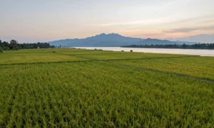 Minh họa: Khí hậu An Giang có đặc điểm gì: hai mùa mưa khô rõ rệt và mùa nước nổi độc đáo