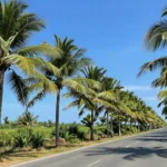Minh họa: Khí hậu đà nẵng có đặc điểm gì: nắng nóng quanh năm, ít mưa vào mùa hè