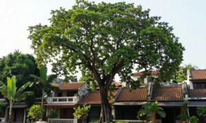 Minh họa: Khí hậu Hà Nội có đặc điểm gì: nhiệt đới gió mùa với bốn mùa rõ rệt
