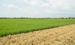Minh họa: Khí hậu tây ninh có đặc điểm gì? nhiệt đới gió mùa với hai mùa mưa khô phân hóa rõ rệt