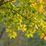 Minh họa: Lá cây đổi màu vì nhiệt độ hay ánh sáng: Cơ chế sinh học mùa thu