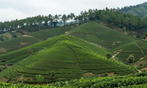 Minh họa: Lâm Đồng có hay bị bão không?