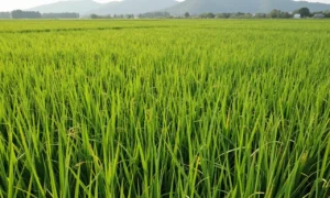 Minh họa: Lịch gieo sạ lúa theo thời tiết từng vùng giúp bà con tối ưu năng suất