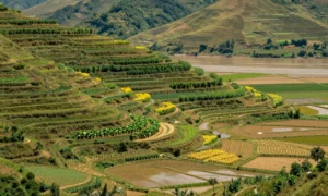 Minh họa: Lịch thời vụ đông xuân hè thu khác nhau ra sao giữa các vùng miền