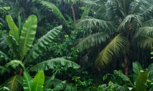 Minh họa: Lượng mưa trung bình năm ở đồng nai là 2.400mm, cao nhất cả nước