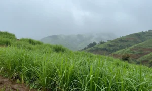 Minh họa: Lượng mưa trung bình năm ở gia lai dao động 1.800-2.400mm, cao hơn trung bình cả nước