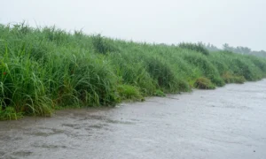 Minh họa: Lượng mưa trung bình năm ở Hải Phòng là 1.600−1.800 mm/năm