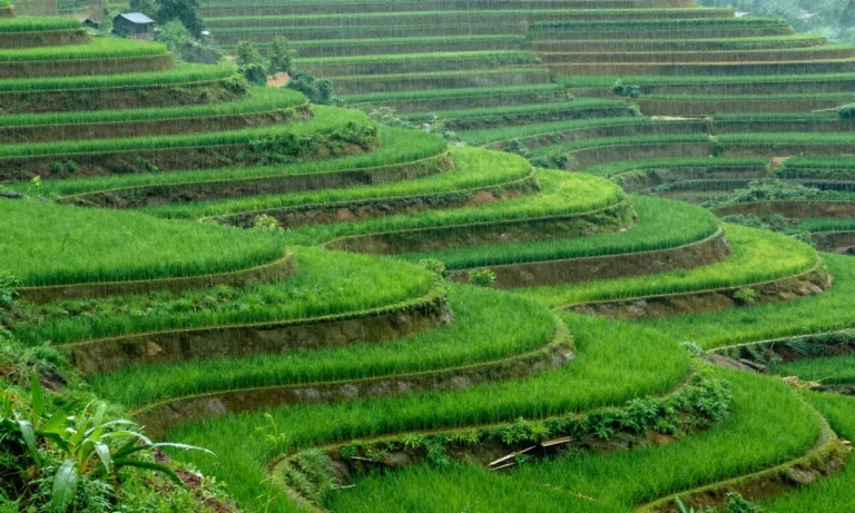 Minh họa: Lượng mưa trung bình năm ở lào cai dao động 2.000 - 2.400mm/năm
