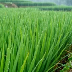 Minh họa: Lượng mưa trung bình năm ở Nghệ An dao động 1.500–2.200mm, tập trung mùa hè.