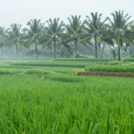 Minh họa: Lượng mưa trung bình năm ở Quảng Ngãi dao động 2.000 – 3.000mm, phân bố theo hai mùa rõ rệt