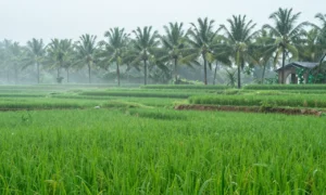 Minh họa: Lượng mưa trung bình năm ở Quảng Ngãi dao động 2.000 – 3.000mm, phân bố theo hai mùa rõ rệt