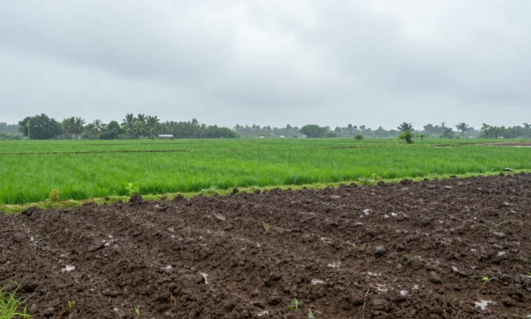 Minh họa: Lượng mưa trung bình năm ở tây ninh dao động 1.300-1.500mm, cao nhất vào mùa mưa
