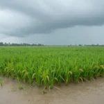 Minh họa: Lượng mưa trung bình năm ở Vĩnh Long