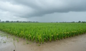 Minh họa: Lượng mưa trung bình năm ở Vĩnh Long