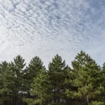 Minh họa: Mây ti tích Cirrocumulus bầu trời vảy cá: Đặc điểm và ý nghĩa khí tượng