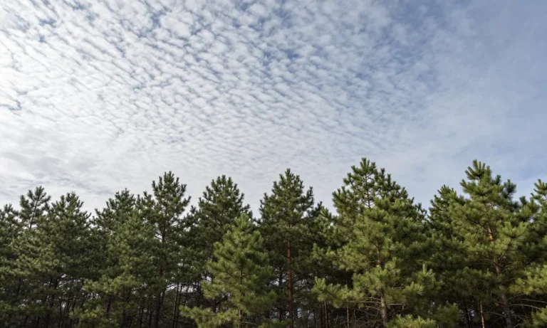 Minh họa: Mây ti tích Cirrocumulus bầu trời vảy cá: Đặc điểm và ý nghĩa khí tượng