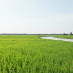 Minh họa: Miền Nam có mùa đông không? Khí hậu cận xích đạo khác gì miền Bắc