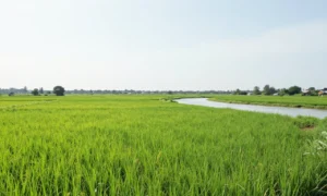Minh họa: Miền Nam có mùa đông không? Khí hậu cận xích đạo khác gì miền Bắc