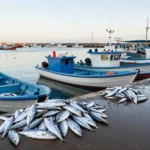 Minh họa: Mùa cá cơm và dòng nước biển: giá tăng nhờ nhu cầu xuất khẩu cao