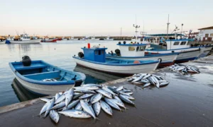 Minh họa: Mùa cá cơm và dòng nước biển: giá tăng nhờ nhu cầu xuất khẩu cao
