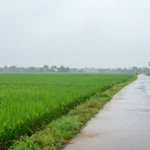 Minh họa: Mùa mưa miền Nam bắt đầu từ tháng mấy, kéo dài đến tháng 11