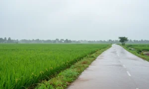 Minh họa: Mùa mưa miền Nam bắt đầu từ tháng mấy, kéo dài đến tháng 11