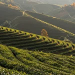 Minh họa: Phú Thọ mùa nào đẹp nhất trong năm: mùa xuân hành hương và mùa thu ngắm chè