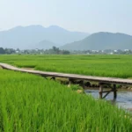 Minh họa: Quảng Trị mùa nào đẹp nhất trong năm: tháng 3 đến tháng 5 là thời điểm lý tưởng nhất