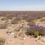 Minh họa: Sa mạc Atacama nơi khô nhất thế giới bất ngờ nở hoa