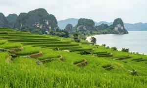 Minh họa: Tháng 3 nên đi du lịch ở đâu Việt Nam? Gợi ý điểm đến đẹp nhất từ Bắc vào Nam