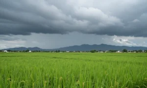 Minh họa: Tháng 6 có mưa nhiều không? Lượng mưa theo từng vùng và nguyên nhân