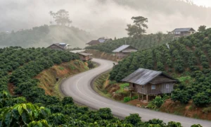 Minh họa: Tháng lạnh nhất ở đắk lắk là tháng 12, nhiệt độ trung bình chỉ khoảng 15-17 độ c